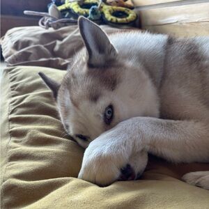 Meet your Posher, Marketa